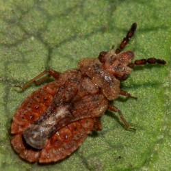 Aradus cinnamomeus